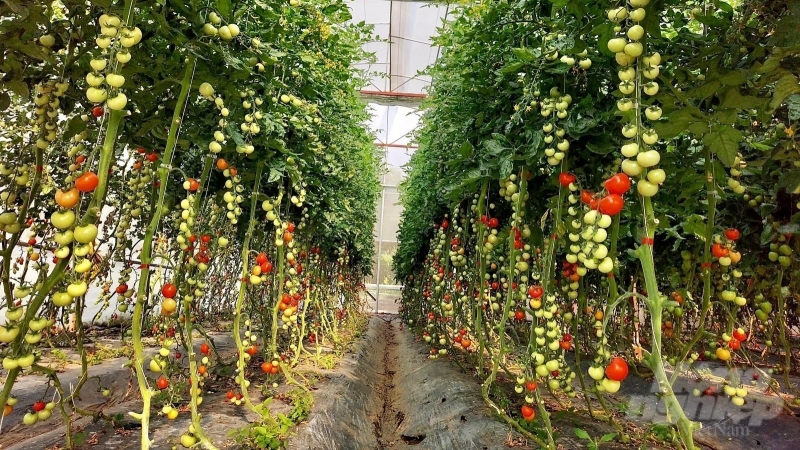 Bí kíp sản xuất cây rau giống ở Mộc Châu