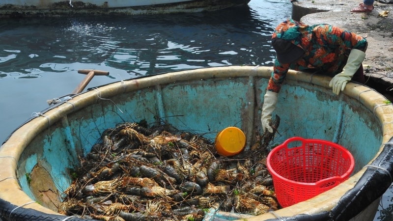 Nhận định nguyên nhân khiến tôm hùm, cá biển chết ở Phú Yên