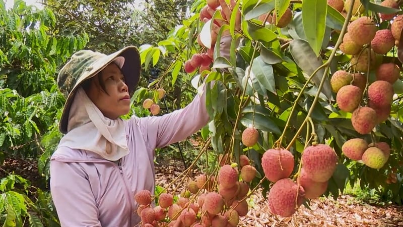 Nông dân Đắk Lắk thu lợi 300 triệu đồng/ha vải thiều