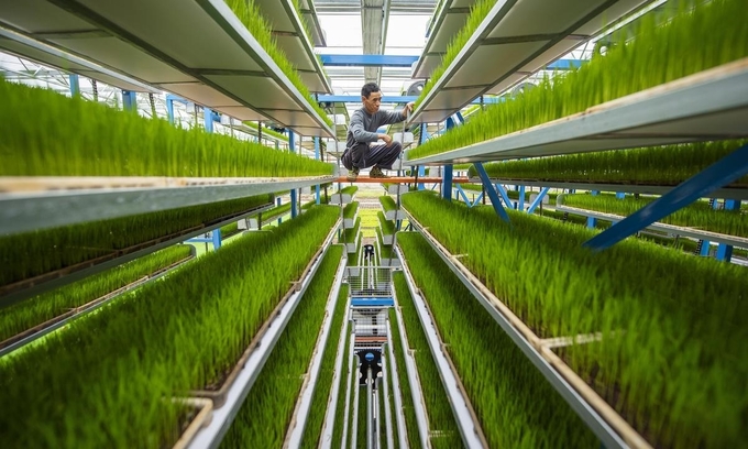 Nông nghiệp Trung Quốc 'lột xác' nhờ công nghệ thông minh