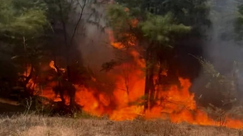 Cháy rừng phòng hộ ven biển, hàng trăm người ra sức dập lửa