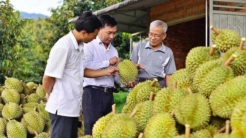 Giá sầu riêng lao dốc