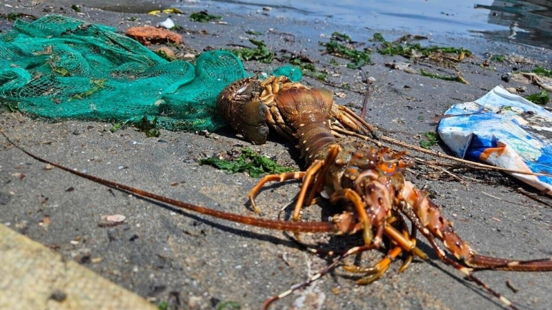 Kiến nghị Bộ NN-PTNT tìm nguyên nhân tôm hùm, cá biển chết tại Phú Yên