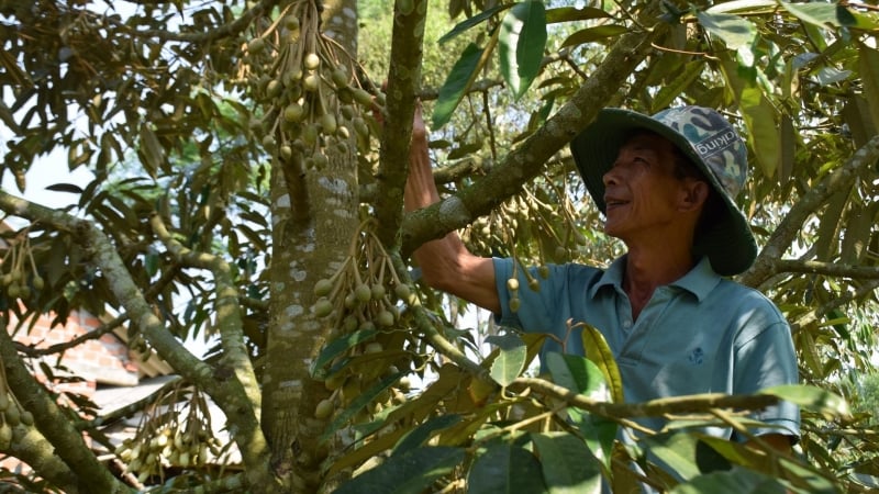 30 cây sầu riêng thu nhập cao hơn 1.000 cây dừa