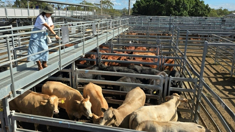 Sang Úc học kinh nghiệm chăn nuôi bò thịt
