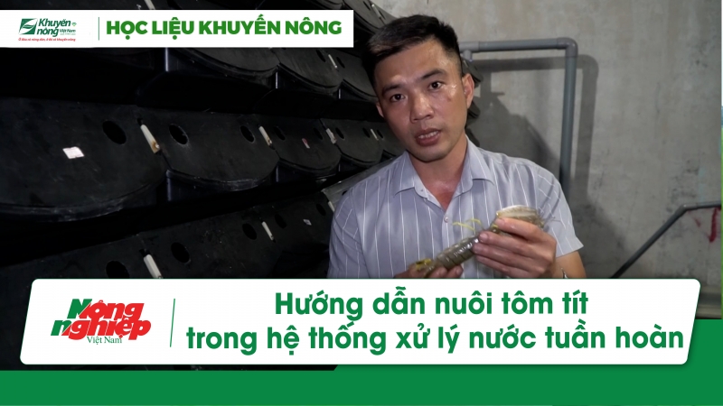 Hướng dẫn nuôi tôm tít trong hệ thống xử lý nước tuần hoàn