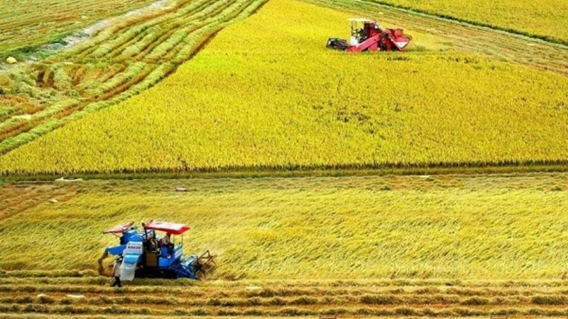 4 trọng điểm kêu gọi đầu tư cho 1 triệu ha lúa chất lượng cao ĐBSCL