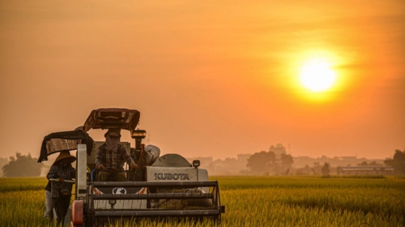 Khi doanh nghiệp 'phá giá' gạo xuất khẩu: Lo ngại đã xuất hiện