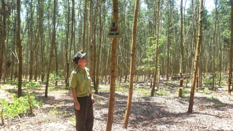 Nhiều cánh rừng ở Bình Định đối mặt nguy cơ cháy cao