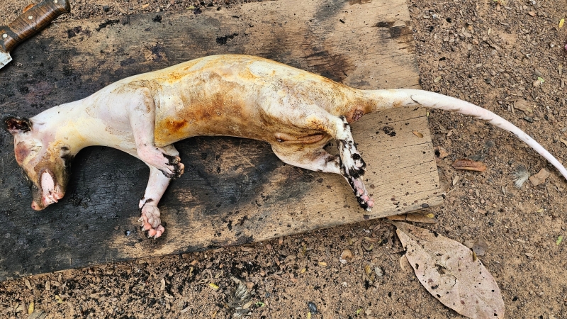 Buôn bán, tiêu thụ động vật hoang dã  'Sóng ngầm' ở vùng biên: [Bài 2] Cận cảnh gã 'đồ tể' xẻ thịt thú rừng