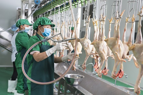 Một doanh nghiệp xây dựng chuỗi cung ứng gà sạch tại Hải Phòng. Ảnh: CTLH.