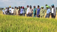 Giống lúa LH12 năng suất ổn định trong thời tiết khắc nghiệt