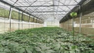 Trường Sinh Group - Khát vọng kiến tạo ‘Quốc bảo’ sâm Việt Nam