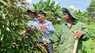 Kon Tum chuyển đổi hơn 3.500 ha cây trồng cho giá trị kinh tế cao