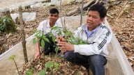 Kon Tum cấp chỉ dẫn địa lý cho 5.800 cây sâm Ngọc Linh