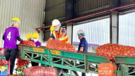 Thiếu hụt nguyên liệu chanh dây, nhiều nhà máy hoạt động cầm chừng