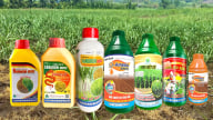 Bộ đôi Sanuron 800SC và Ameso 400SC diệt trừ cỏ tối ưu