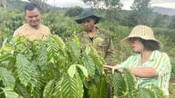 Hỗ trợ sinh kế theo thực tế, người dân vùng cao ấm no