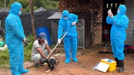 Tiêm vacxin dại cho tổng đàn chó sau khi phát hiện ổ dịch
