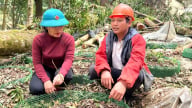 Người trồng sâm Ngọc Linh thiệt hại nặng vì mưa bão