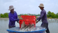 Chuyển đổi từ con tôm sang cá nước lợ, hiệu quả vẫn là ẩn số