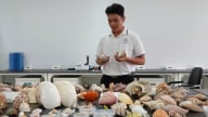 Biển cả thu nhỏ trong bộ sưu tập vỏ ốc có một không hai