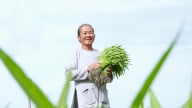 15 năm ‘bền lòng’ với rau muống VietGAP của ông Tám Bi