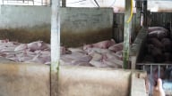 Chủ tịch tỉnh Hậu Giang chỉ đạo xử lý nghiêm việc giết mổ heo bệnh