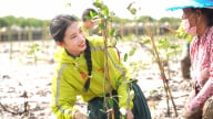 Trồng hàng ngàn cây mắm trắng tại vùng ven biển Vĩnh Châu