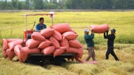 Cần nhóm giải pháp mang tính cộng đồng cho ngành hàng lúa gạo