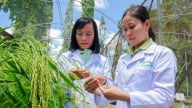 Nhìn thẳng vào ‘sức khỏe’ nhà khoa học: [Bài 7] Chờ cơ chế đủ rộng