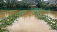 Đà Nẵng: Mưa lũ bất thường, người dân khóc nghẹn vì ‘mất trắng’