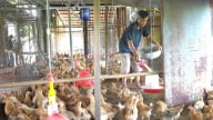 Long An không còn ổ dịch gia súc, gia cầm