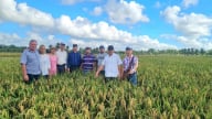 Chuyện đoàn chuyên gia Việt Nam hướng dẫn sản xuất lúa ở Cuba