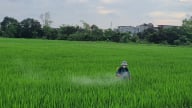 Thái Bình tập trung phòng, trừ sâu bệnh hại lúa xuân