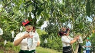 Hành trình từ đất dốc đến những mùa quả ngọt: [Bài 1] Khởi đầu từ những mắt ghép nhỏ