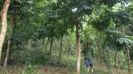 Xanh lại những rừng lim xanh