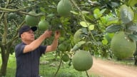 Biến đất cằn thành trang trại cây ăn quả hữu cơ lớn nhất Hà Tĩnh