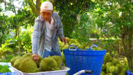 Giá sầu riêng giảm sâu nhưng nhà vườn vẫn có lãi tốt