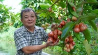 Mùa mận thất thu ở cù lao Tân Lộc