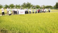 Giống lúa TBR97 năng suất 76 tạ/ha tại Huế