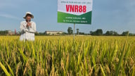 ‘Bông hậu’ VNR88 trên cánh đồng lúa đông xuân