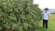 Vải không hạt bén rễ xứ Thanh