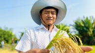 Trồng lúa giảm phát thải được thưởng tiền