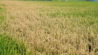 Ruộng lúa sắp thu hoạch chết khô, nghi bị phun thuốc diệt cỏ
