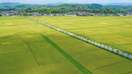 Giống lúa của Vinaseed những điểm sáng vụ đông xuân ở Nghệ An