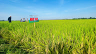Bộ giống lúa của Vinaseed thích hợp sản xuất cả 2 vụ trong năm