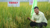 Giống lúa của ThaiBinh Seed trĩu bông ở xứ Thanh