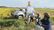 Lúa đông xuân Quảng Bình cơ bản được mùa, nông dân lãi 20 triệu đồng/ha