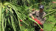 'Quả rồng' hợp đất vùng cao, nông dân thu tiền tỷ mỗi năm